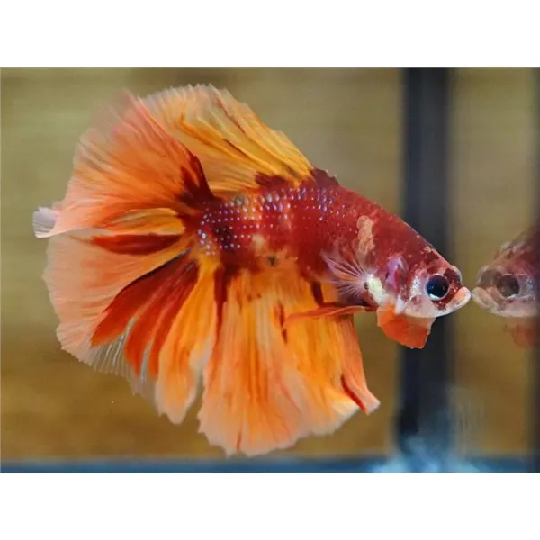 Betta splendens Nemo Longtail Mascul
