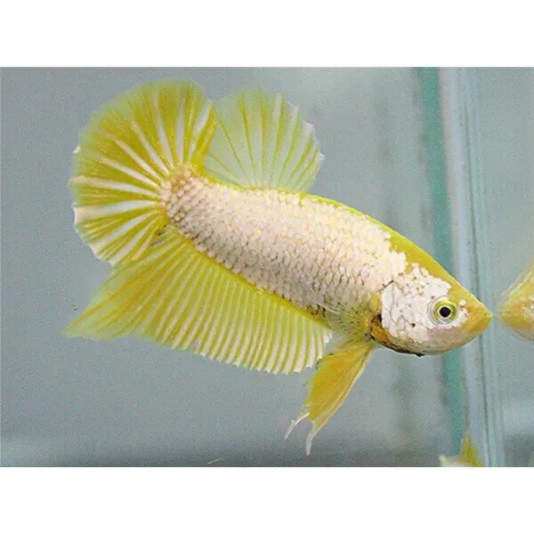 Betta splendens Plakat Halfmoon Yellow L Mascul