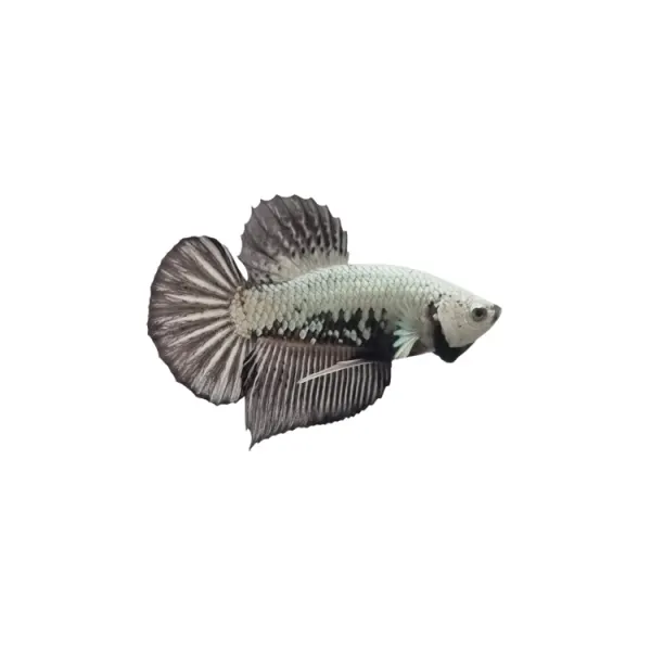 Betta splendens Samurai Black Mascul