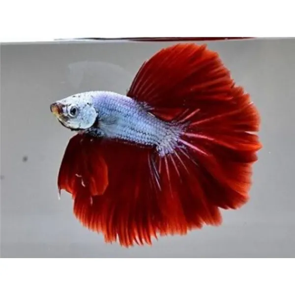 Betta splendens Super Delta Dragon Mascul