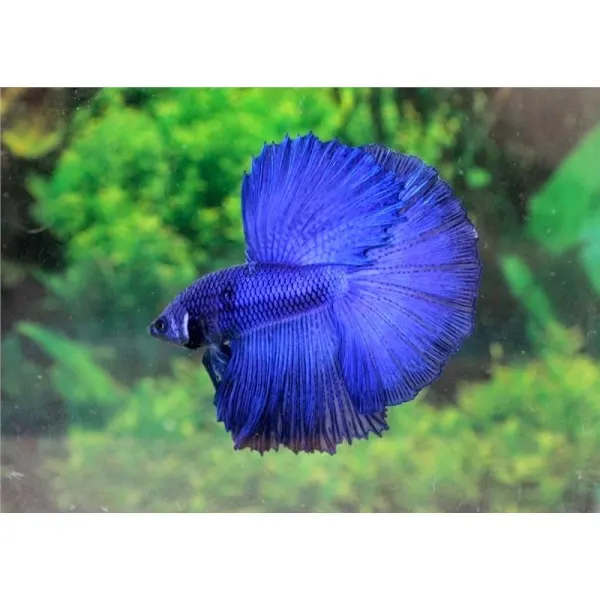 Betta splendens Super Delta MIX Mascul
