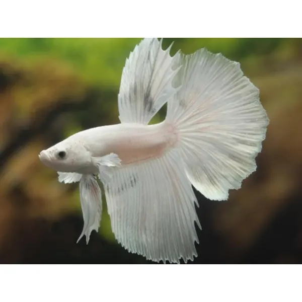 Betta splendens SuperDelta White Mascul