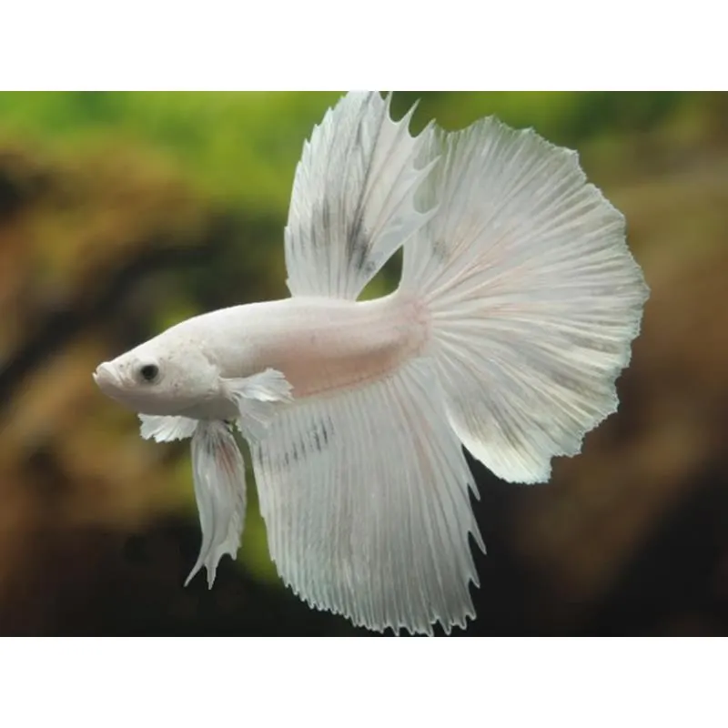 Betta splendens SuperDelta White Mascul