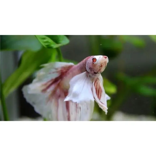 Betta splendens Veiltail Albino Mascul