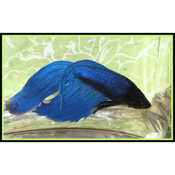 Betta splendens Veiltail Blue XL Mascul