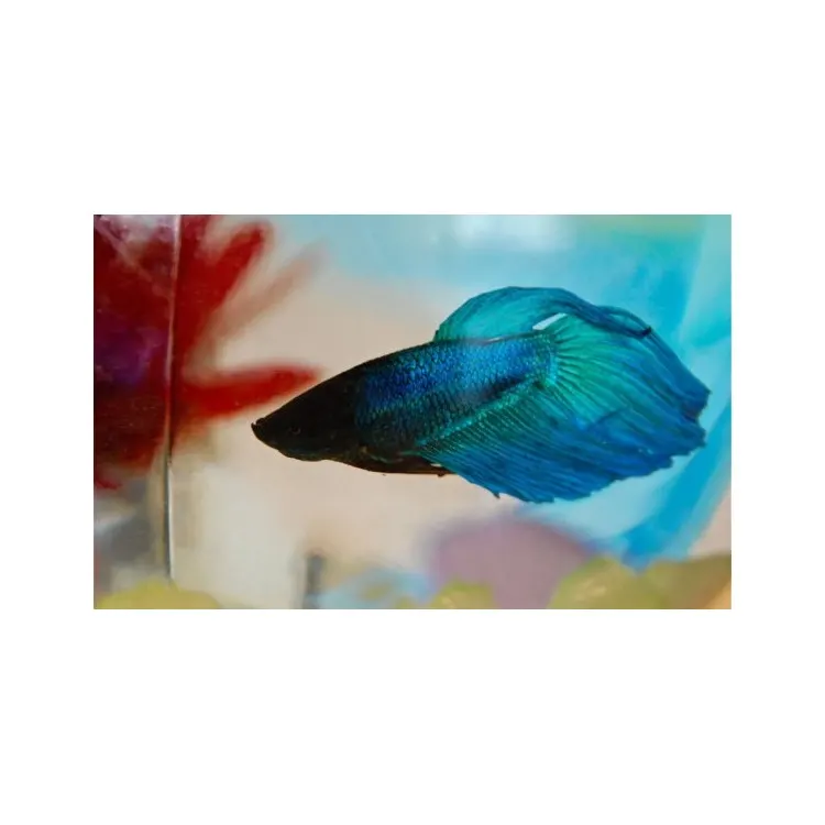 Betta splendens Veiltail Green Mascul