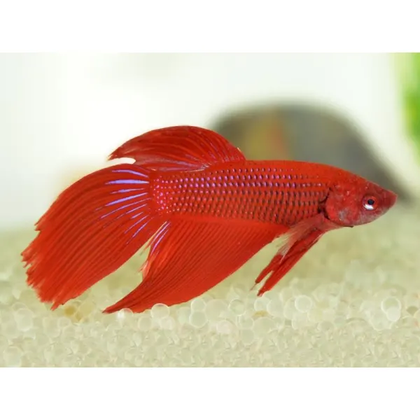Betta splendens Veiltail Red XL Mascul
