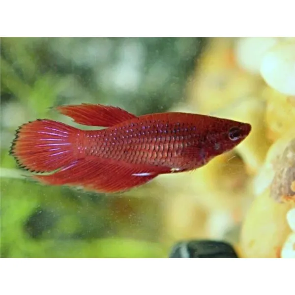 Betta splendens Wild Red Femela
