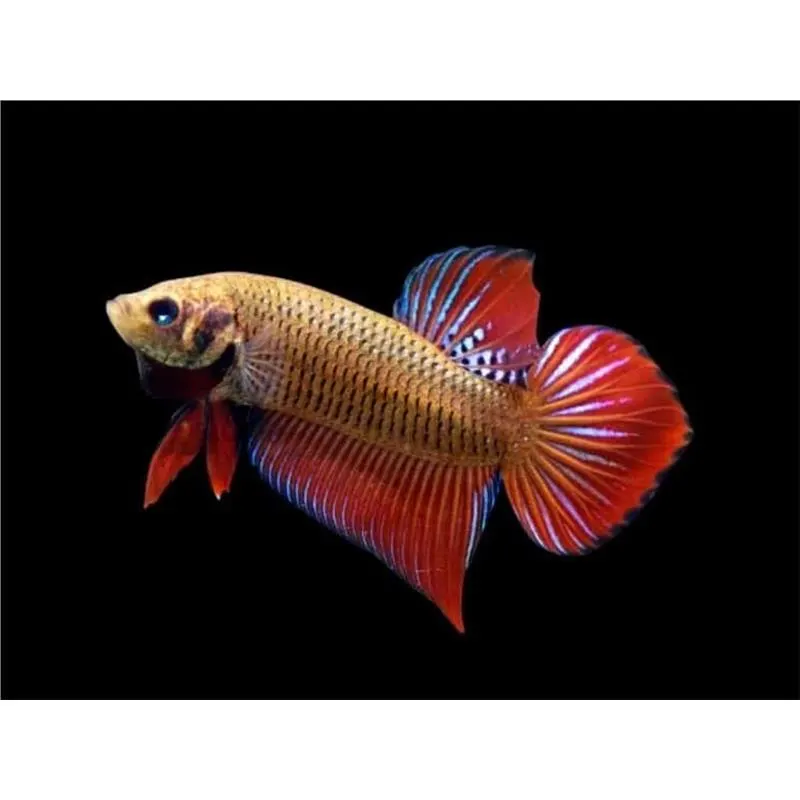 Betta splendens Wild Red Mascul