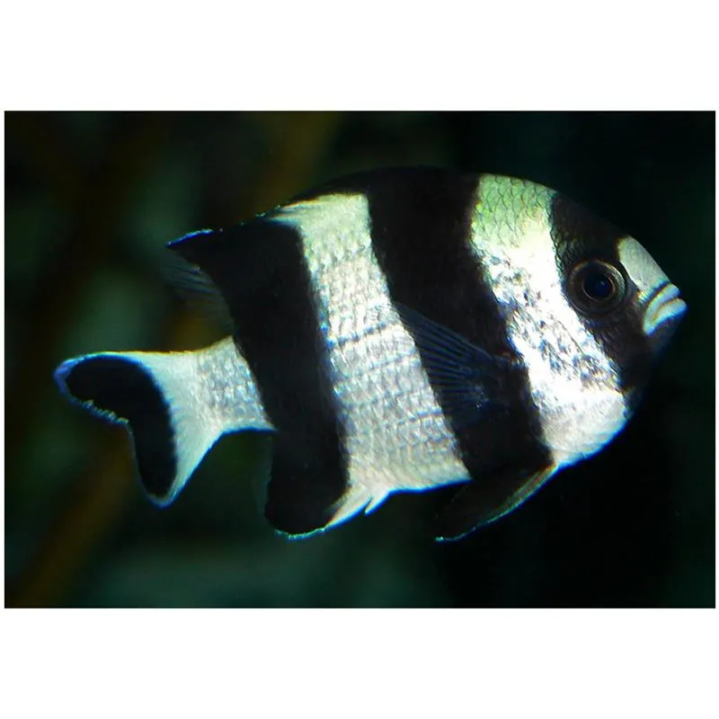 Blacktail Humbug (Dascyllus Melanurus)