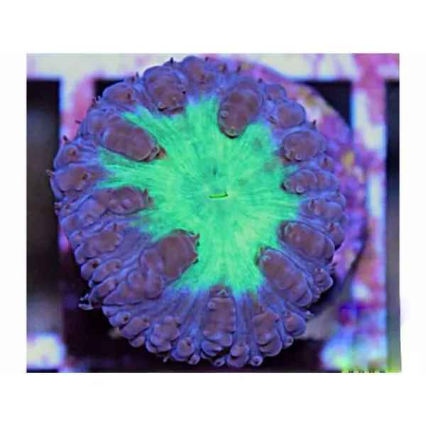 Blastomussa green frag