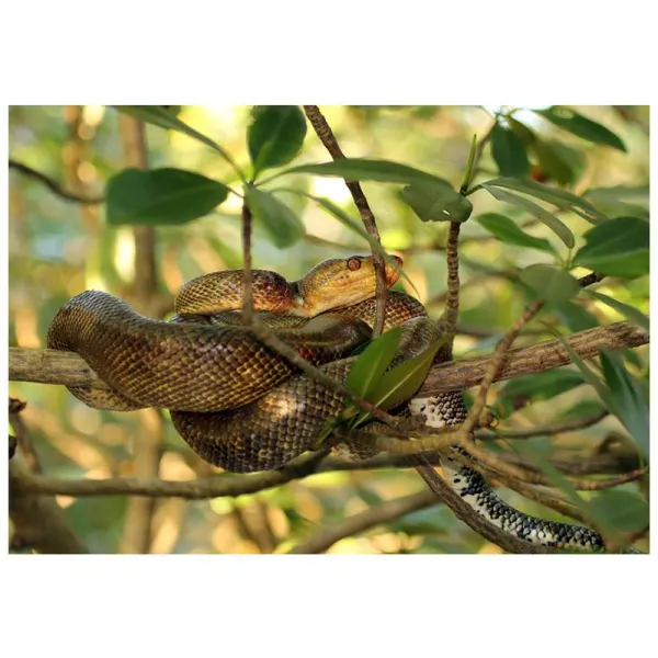 Boa amazonian de copac (Corallus hortulanus)