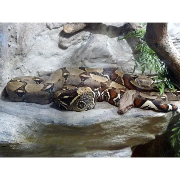 Boa constrictor