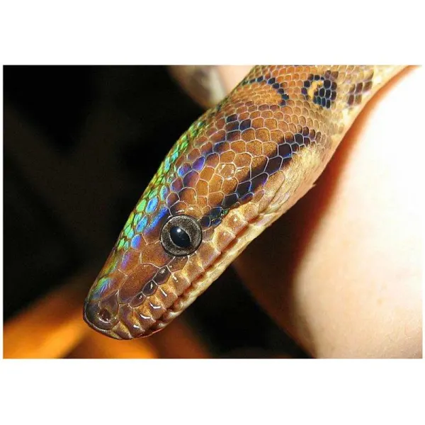 Boa Curcubeu columbian