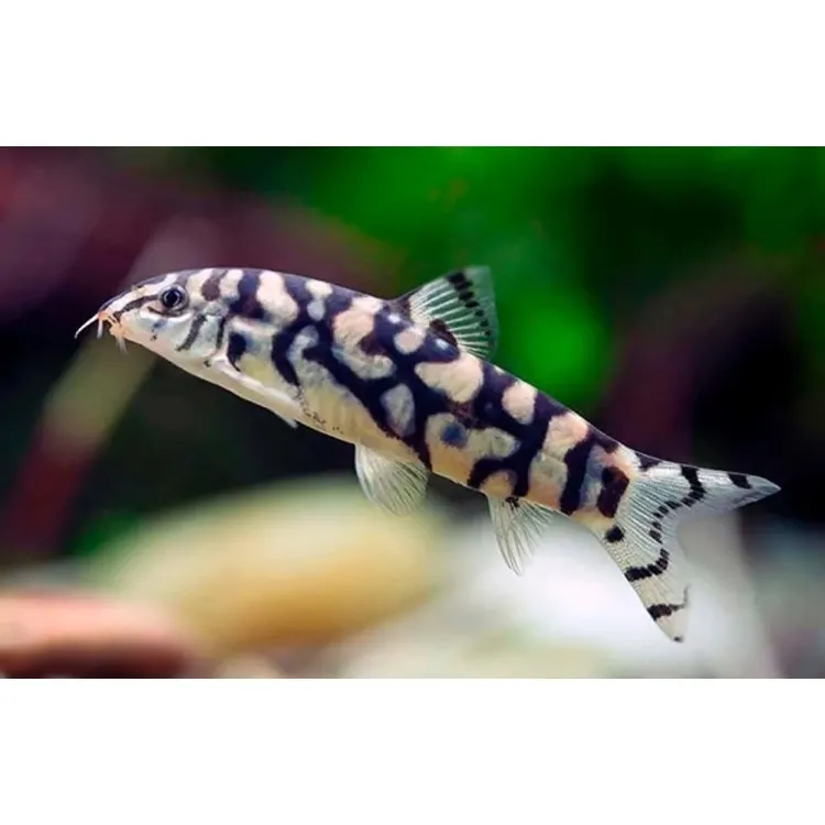 Botia almorhae (Botia lohachata) 'Yoyo Loach'