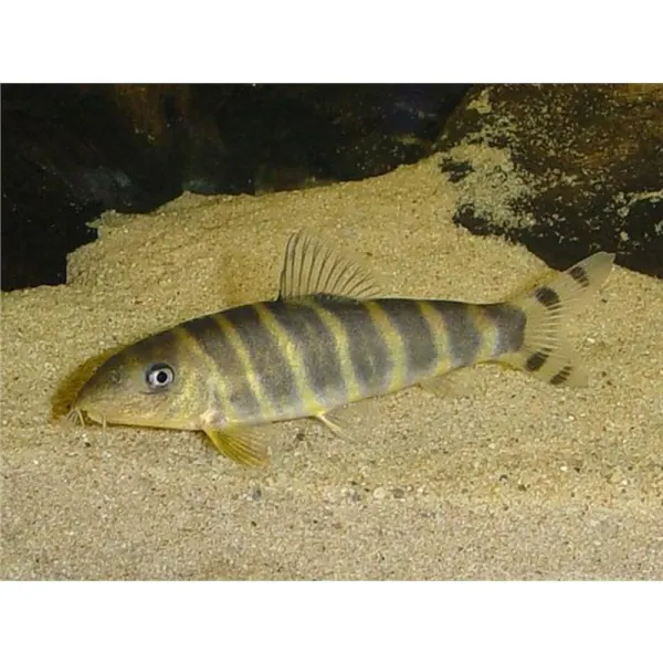 Botia dario
