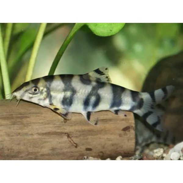 Botia histrionica sp.