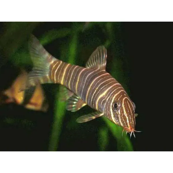 Botia striata