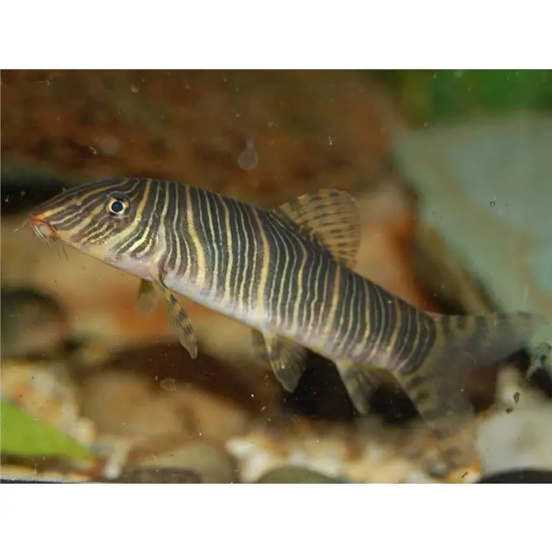 Botia striata European breeding