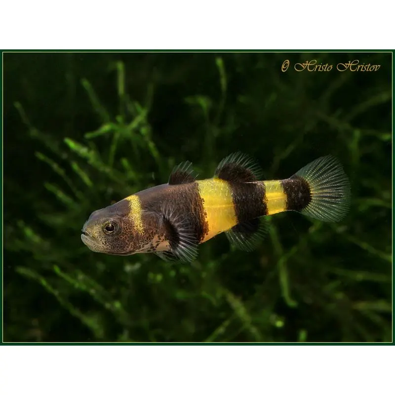 Brachygobius xanthozona