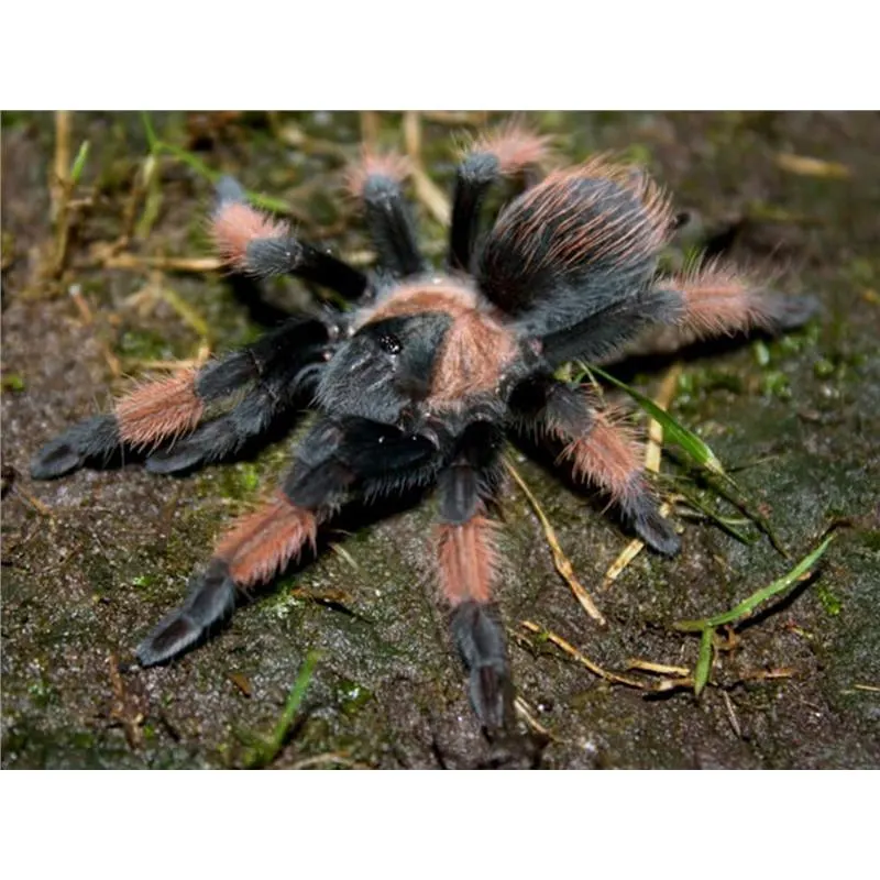 Brachypelma emilia