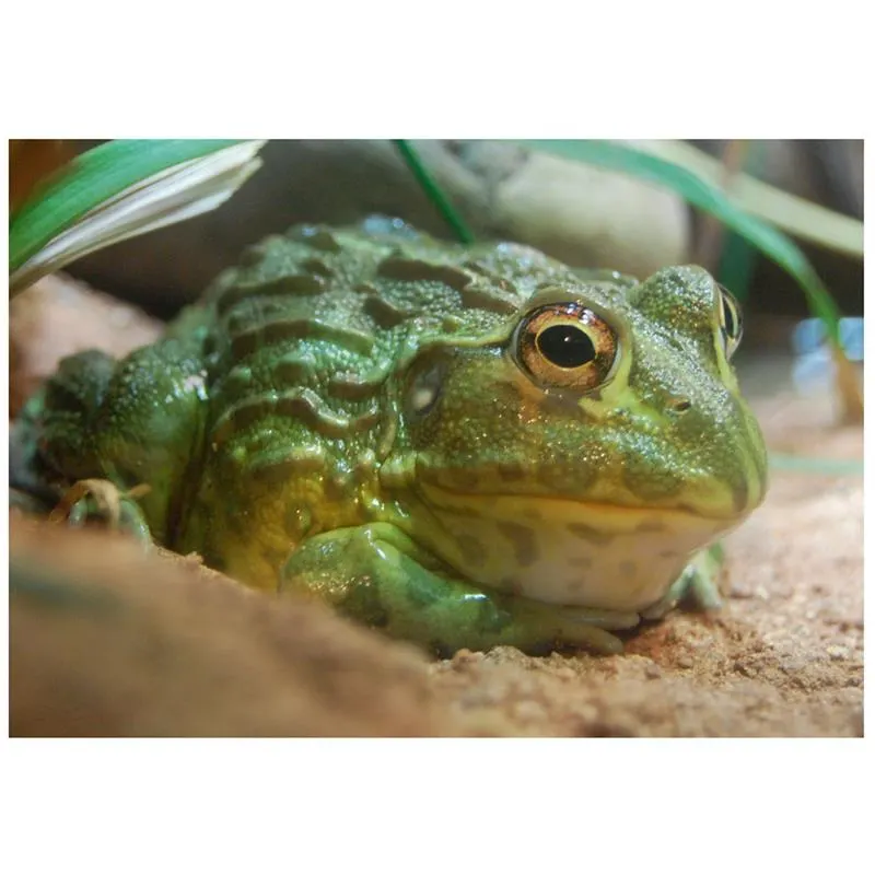 Broasca africana Pyxicephalus adspersu