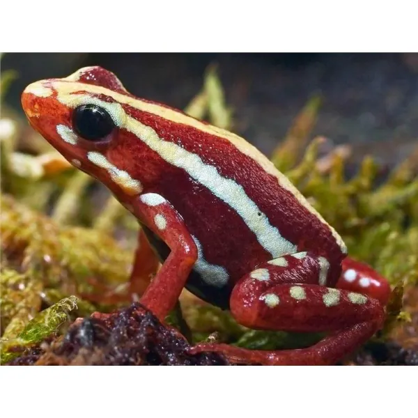 Broasca Dendrobates anthonyi Santa Isabel (Poison Dart Frog)