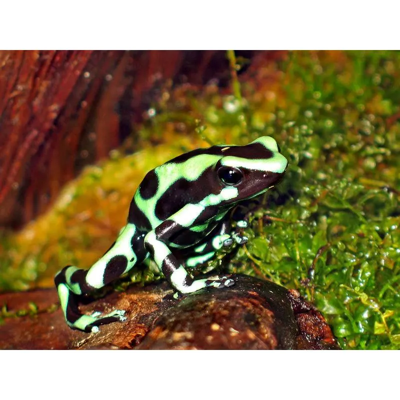 Broasca Dendrobates auratus green (Poison Arrow Frog)