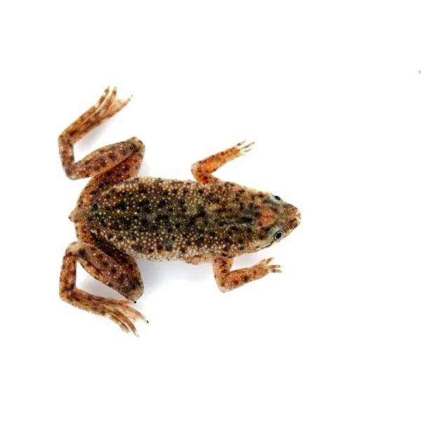 Broasca Hymenochirus boettgeri Zaire dwarf clawed frog
