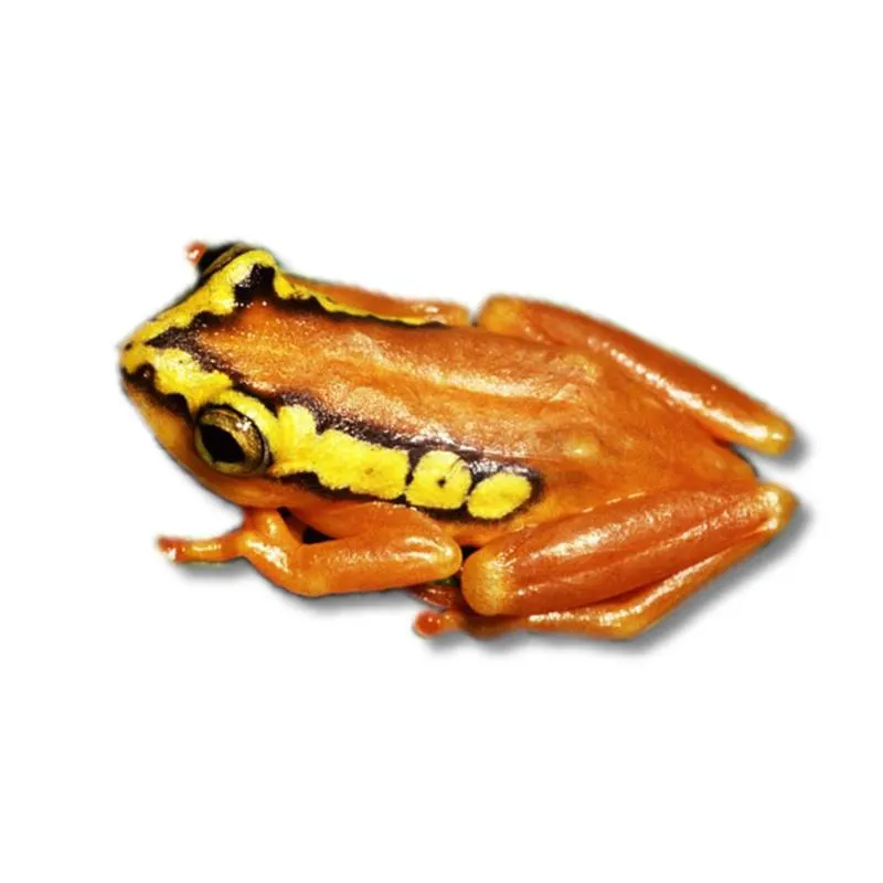 Broasca Hyperolius puncticulatus (Red-yellow reed frog)