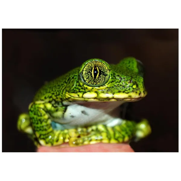 Broasca Leptopelis vermiculatus (Green treefrog tanz)
