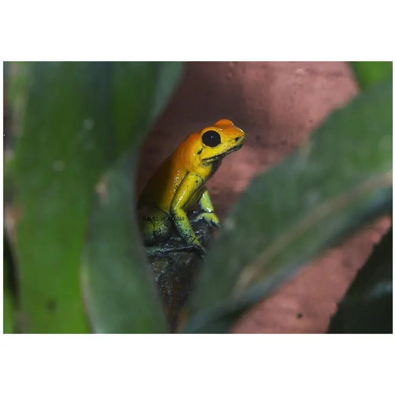 Broasca Phyllobates bicolor (Poison arrow frog)