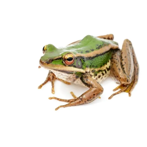Broasca Rana erythraea