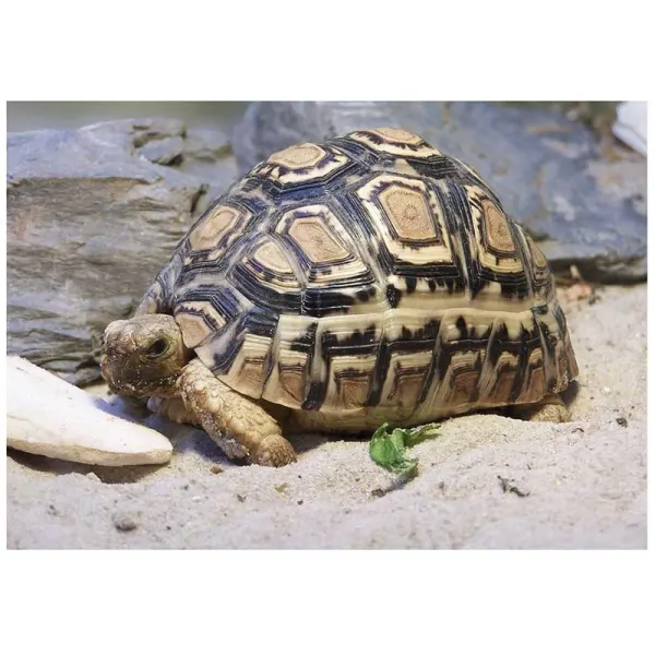 Broasca testoasa Geochelone pardalis (Testoasa Leopard)