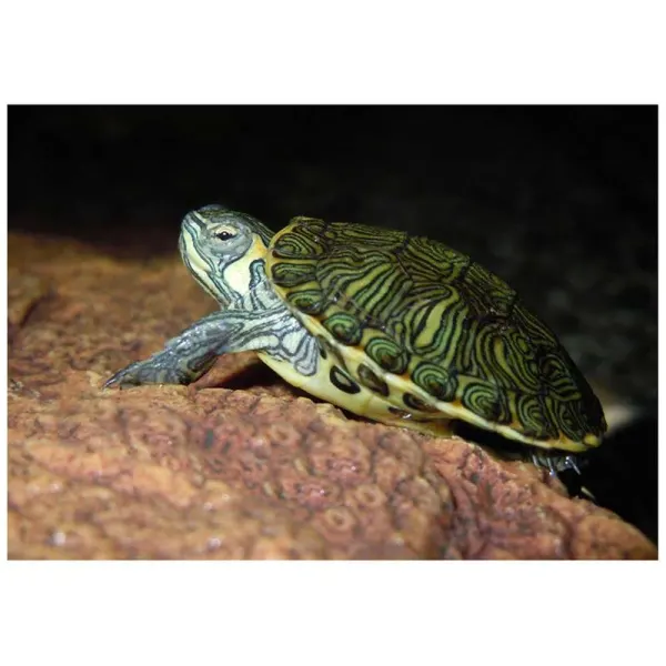 Broasca testoasa Pseudemys concinna hieroglyphica 'Cooter'
