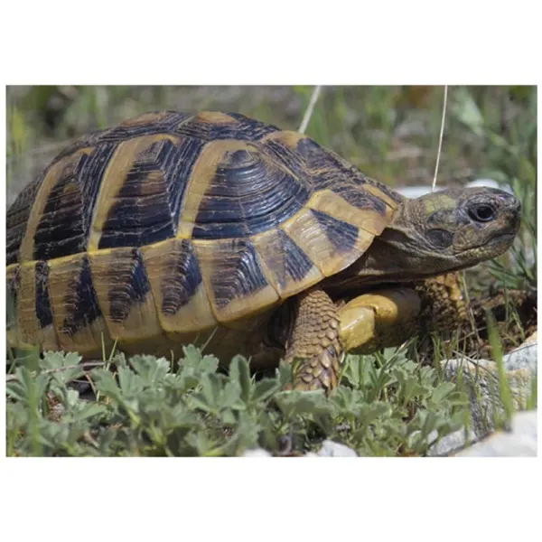 Broasca testoasa Testudo hermanni boettgeri (Hermanns Tortoise)