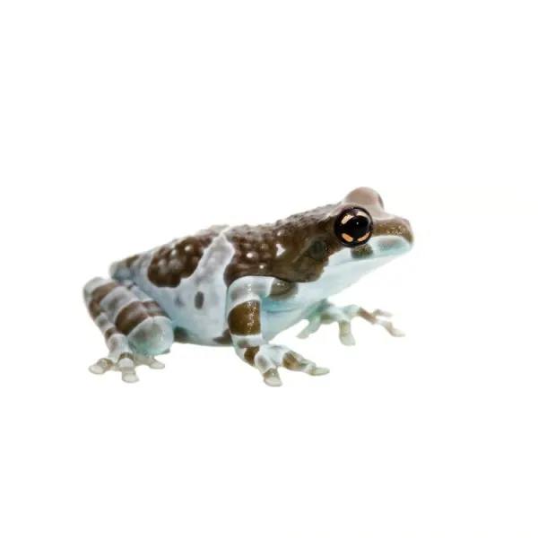 Broasca Trachycephalus resinifictrix 'Amazon Milk Frog'