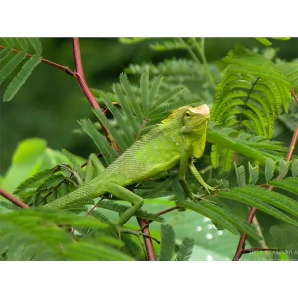 Bronchocela jubata