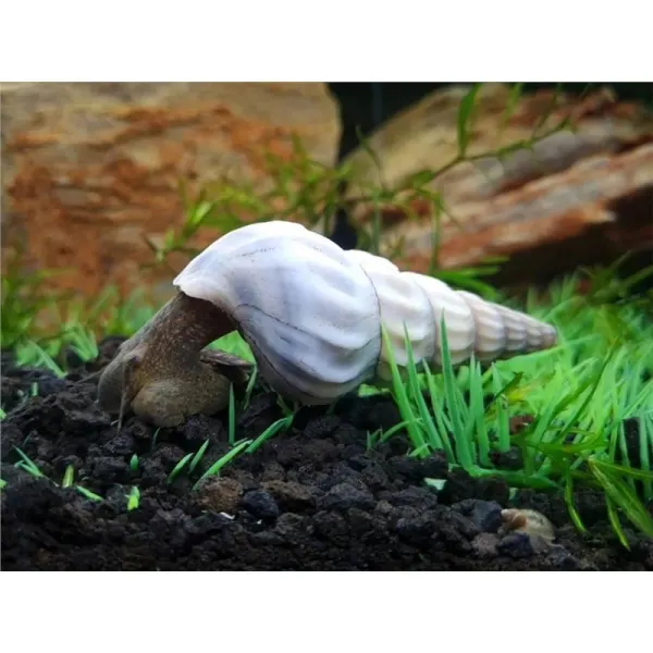 Brotia herculea white