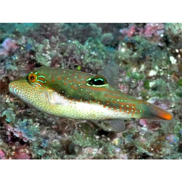 Canthigaster bennetti