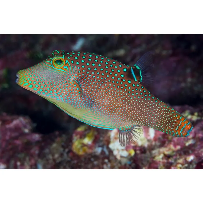 Canthigaster solandri M