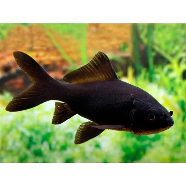 Carassius auratus  black comet