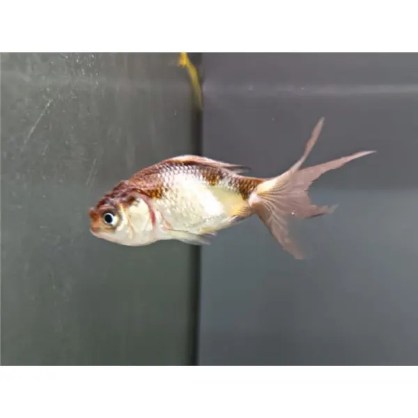 Carassius auratus black-white oranda
