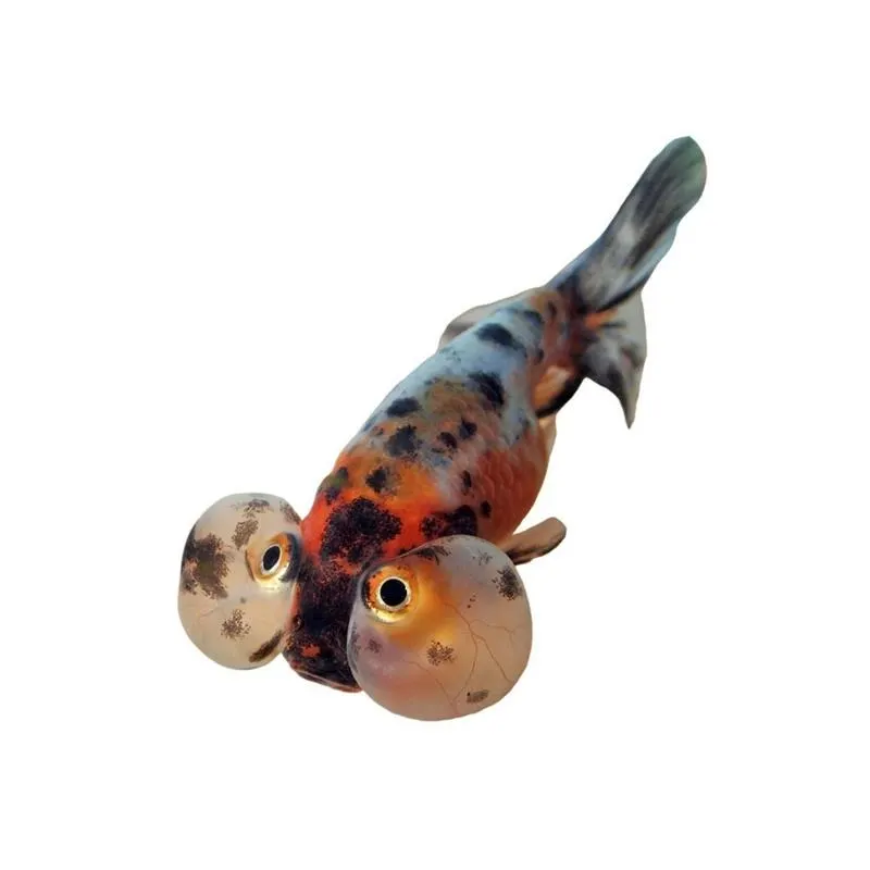 Carassius auratus calico bubble eye