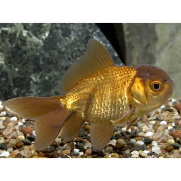 Carassius auratus chocolate oranda