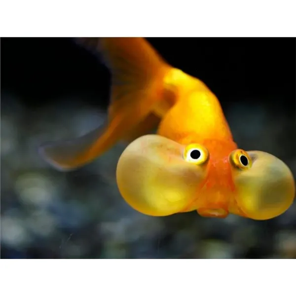 Carassius auratus l.f. bubble eye red