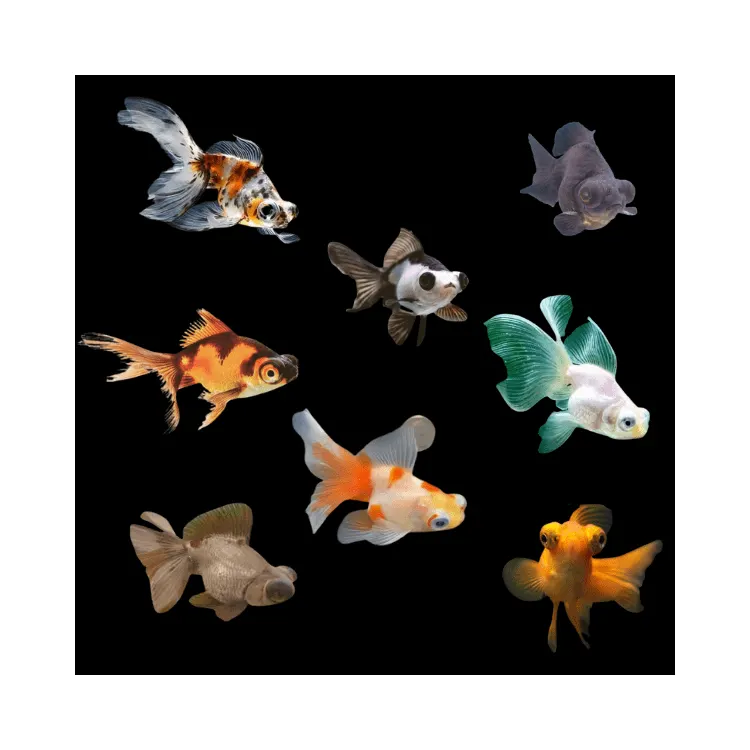 Carassius auratus l.f. butterfly mix