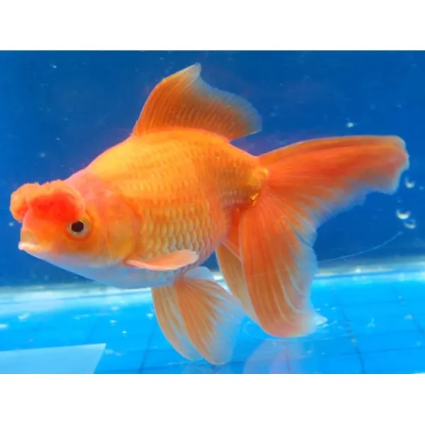 Carassius auratus l.f. pom pom mix