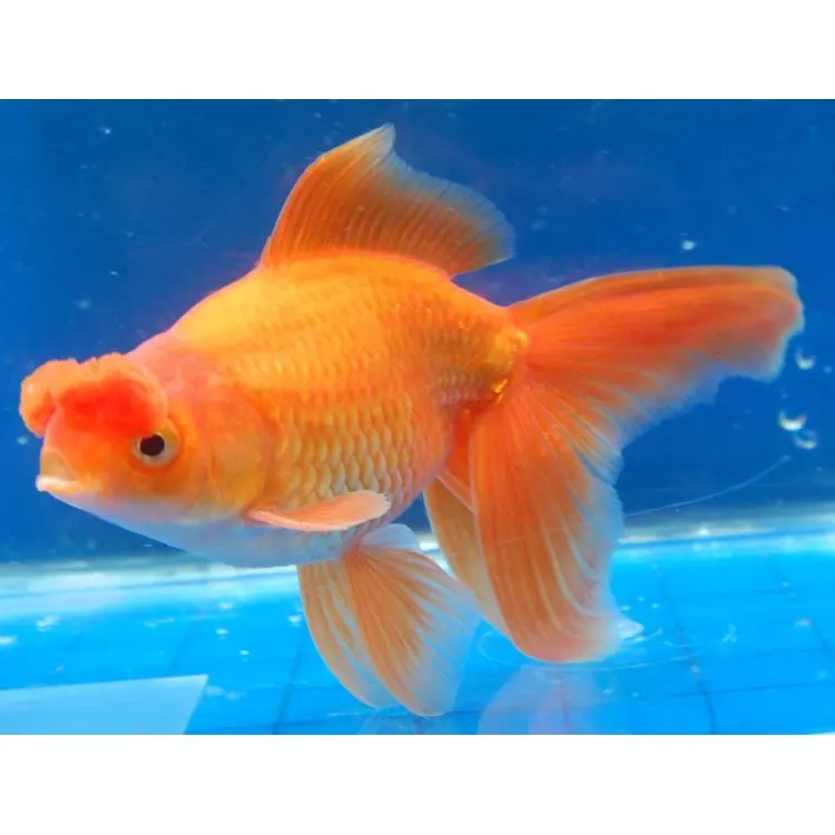 Carassius auratus l.f. pom pom mix