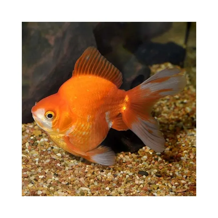 Carassius auratus l.f. ryukin mix